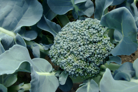 Broccoli. Photo Mostphotos.