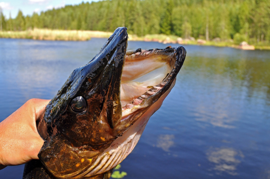 Elohopea voi kumota kalan terveyshyötyjä | Itä-Suomen yliopisto
