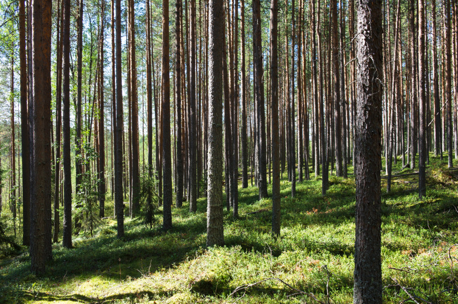 Miten Suomen metsät pärjäävät muuttuvassa ilmastossa? | Itä-Suomen yliopisto