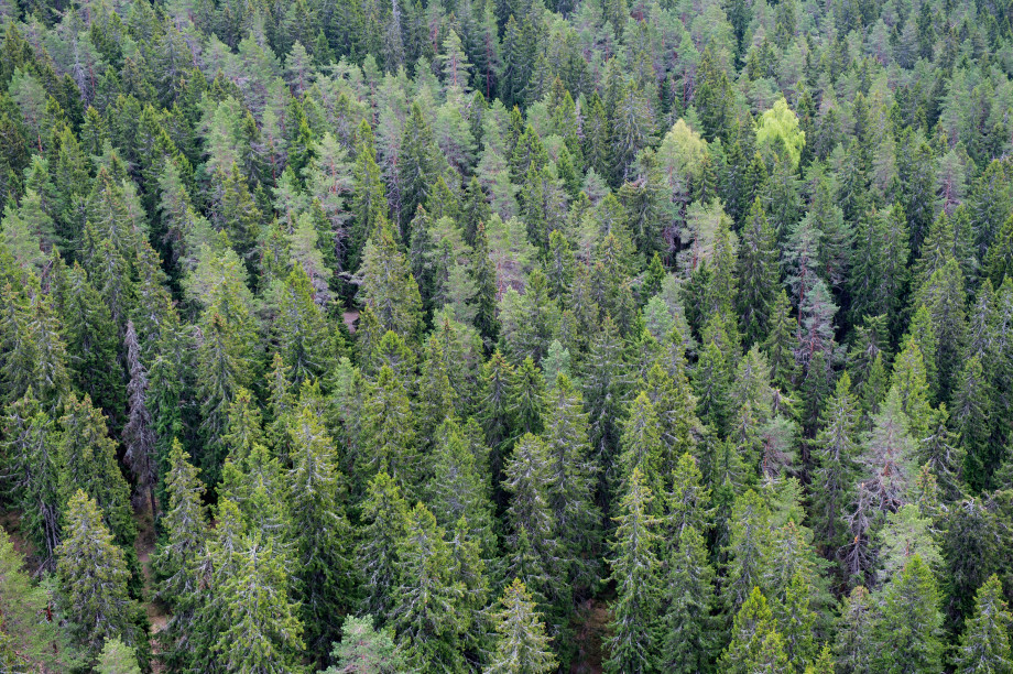 Monen nuoren metsänomistajan metsätila on kaukana kotoa | Itä-Suomen  yliopisto