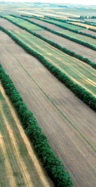 Biomass Buffer Strips – using biomass crops in multipurpose land management